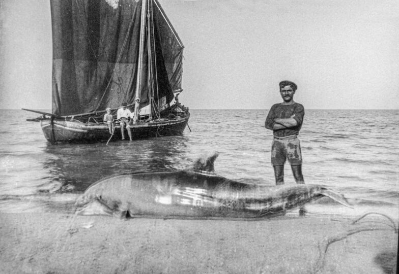 Delfino spiaggiato in una foto di inizi ’900. Arch. Olindo Cipollone