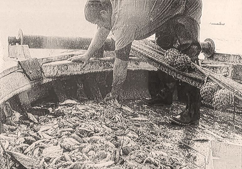 Selezione del pescato in una foto d’epoca. Collezione Fanesi