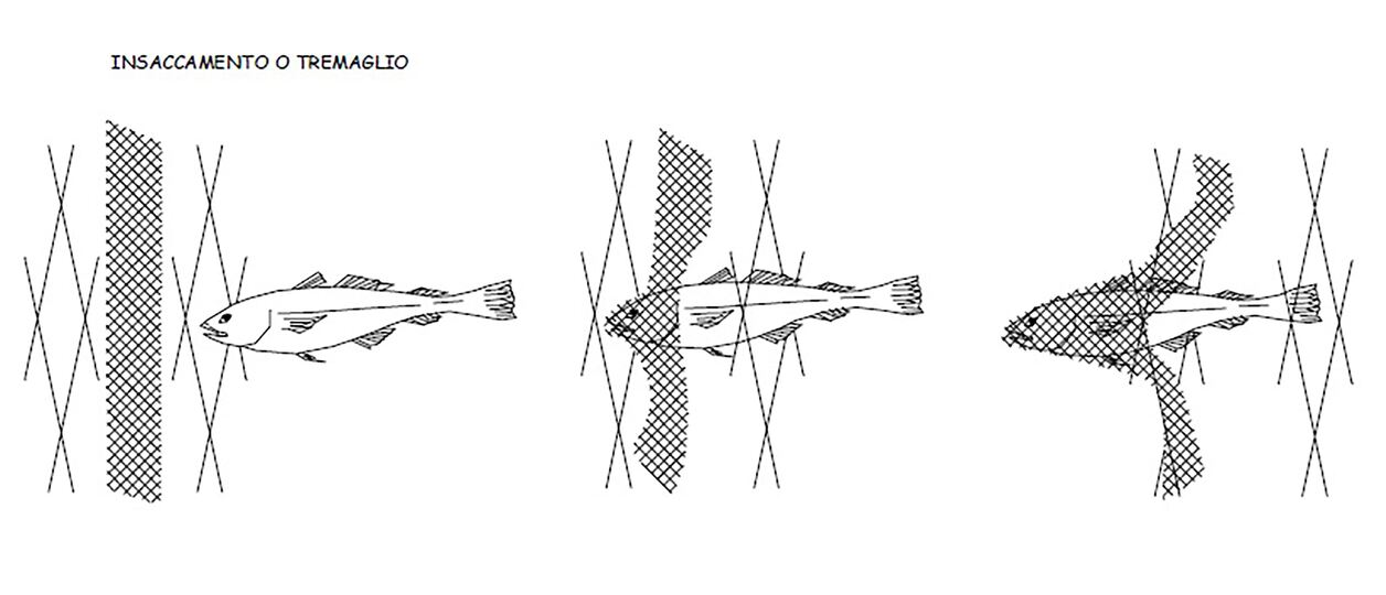 Schema della tecnica di pesca a tremaglio. Da ostiaedintorni.it